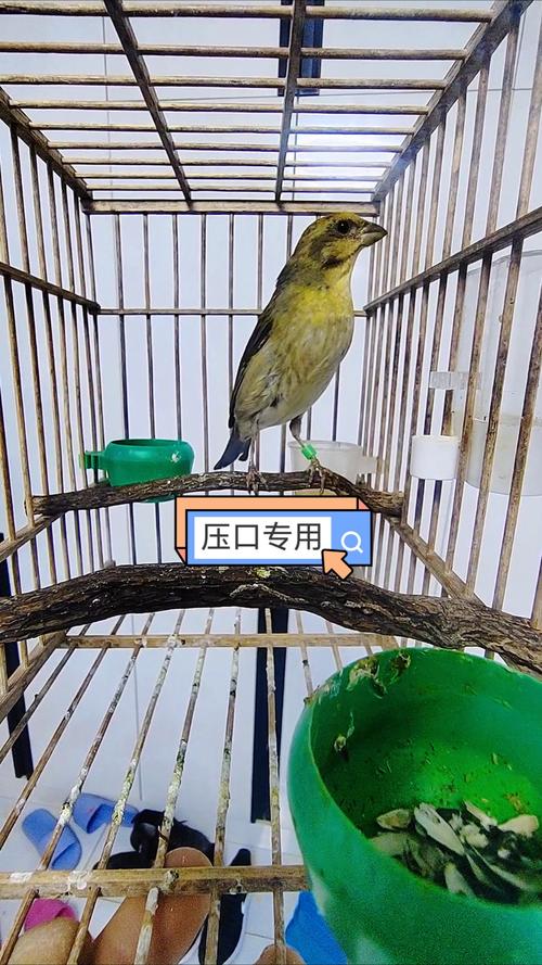 麻料鸟饲养和日常管理技巧