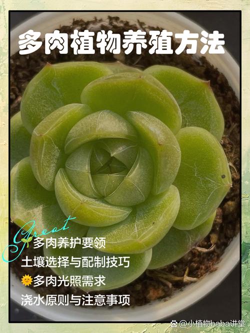 多肉植物的养殖方法和注意事项与