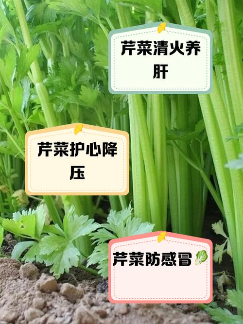 芹菜的营养价值是什么 吃芹菜有什么营养