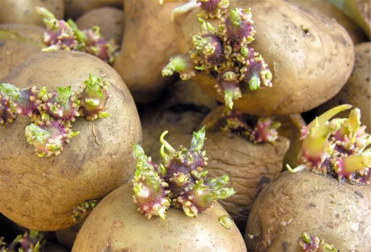 这些吃了会中毒的蔬菜