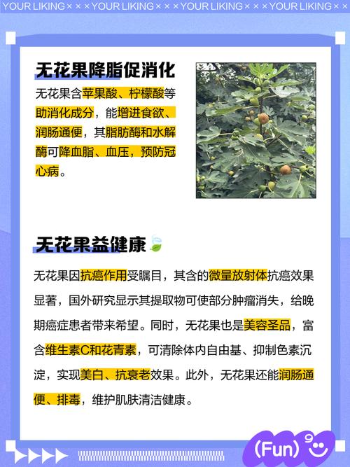 无花果的功效有哪些 无花果的用法