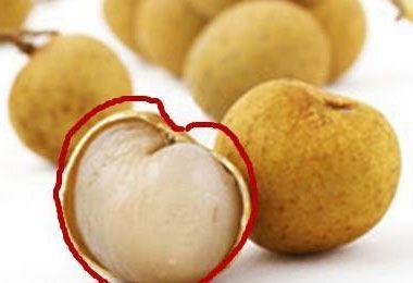 桂圆与疯人果怎么区分?