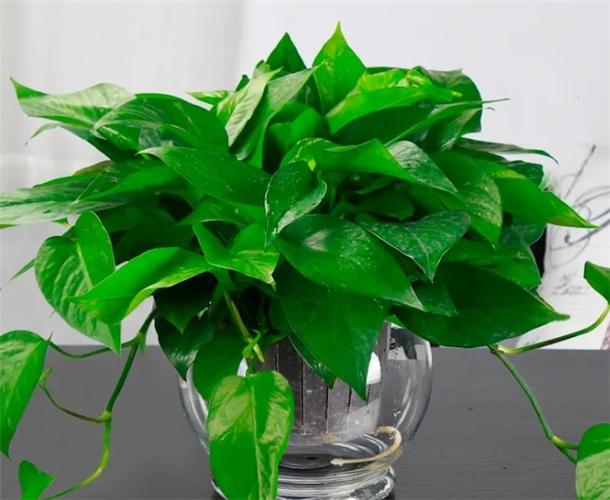 室内净化空气花草有哪些 室内去甲醛的花草